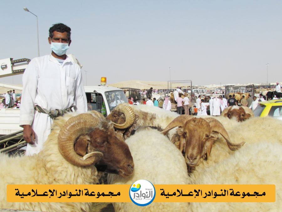 هل نجح السعوديون في إنتاج سلالتنا المحلية في الخارج